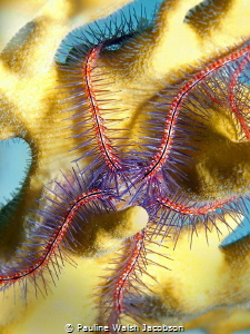 Brittle Star on Fire Coral, Stevens Cay, U.S. Virgin Islands by Pauline Walsh Jacobson 